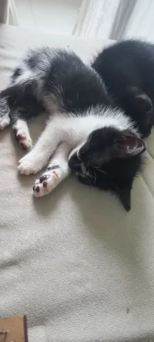 Doa-se filhote de gato