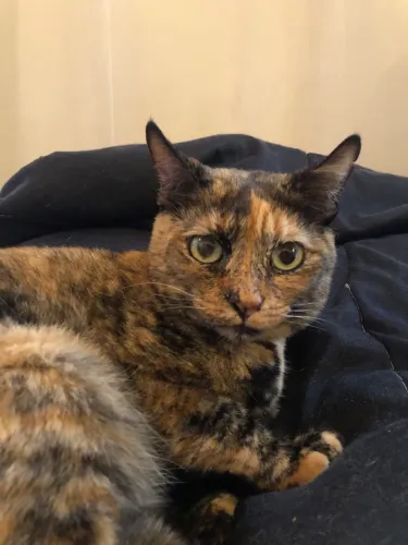 Gatinha escaminha super dócil 