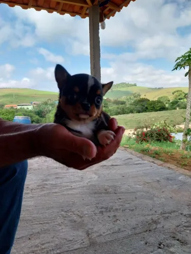 Venda de cachoro