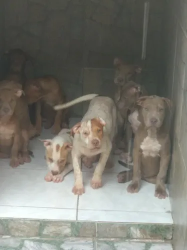Animais