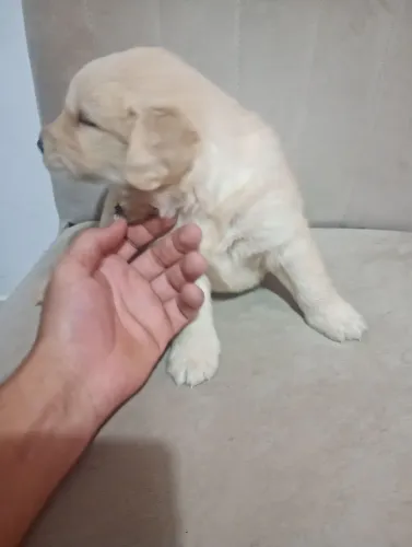Vende-se Golden