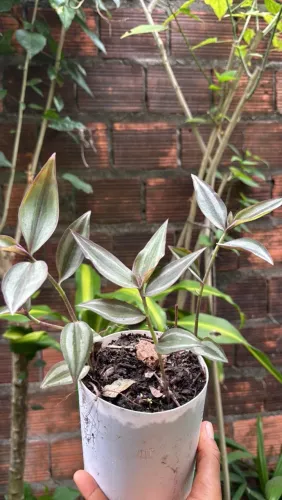 Plantas