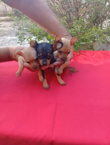Pinscher 00 filhote esperando por uma nova família