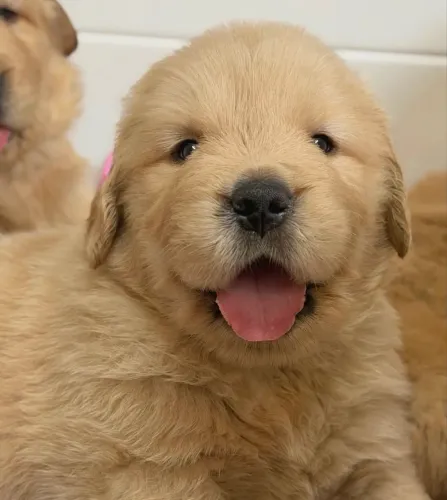 Filhote Golden Retriever - Americano 