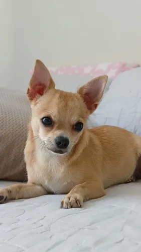 Chihuahua pra Namorar