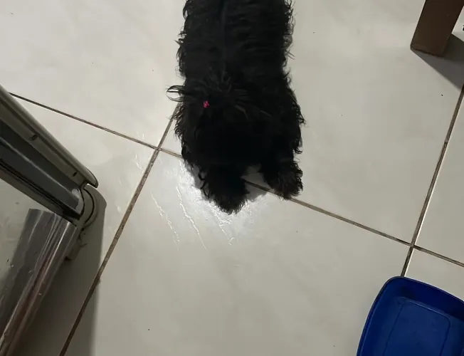 Vendo essa kinda cachorrinha