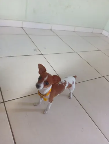 Pinscher tamanho 0
