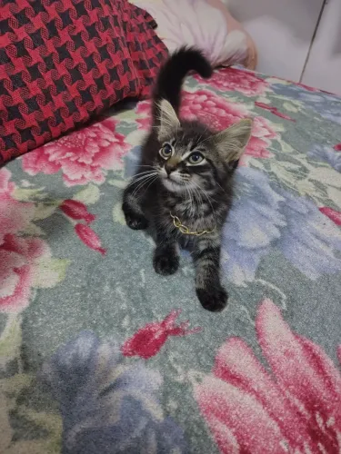 Gatinho macho pra adoção 