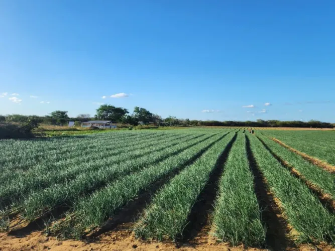 Fazenda com 34 hectares na região de Jandaíra-RN com plantio de cebola casa de caseiro ca