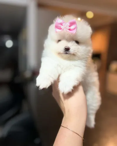 SPITZ alemão com pedigree CBKC
