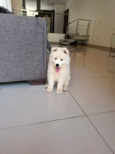 Cachorro 
