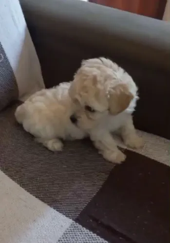Poodle micro toy
