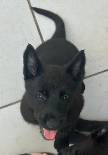 Pastor Belga Malinois - All Black
