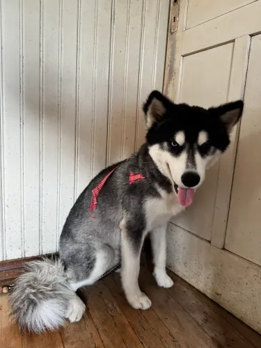 DOAÇÃO HUSKY - LEIA O ANÚNCIO