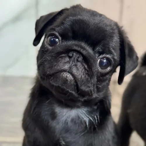 Pug