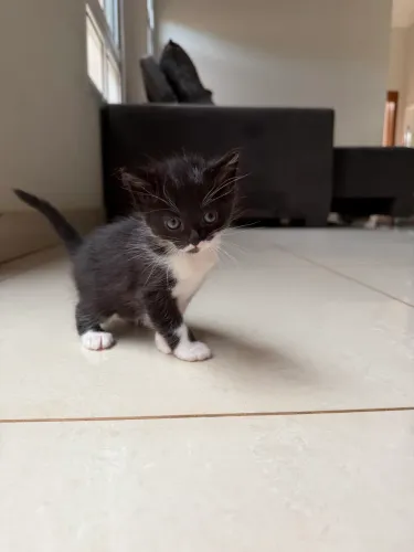 Doação de gatinhos 