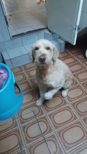 Doação de Mistura de Golden 