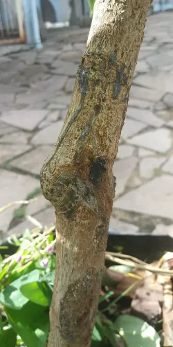 Muda de abacate enxertado 