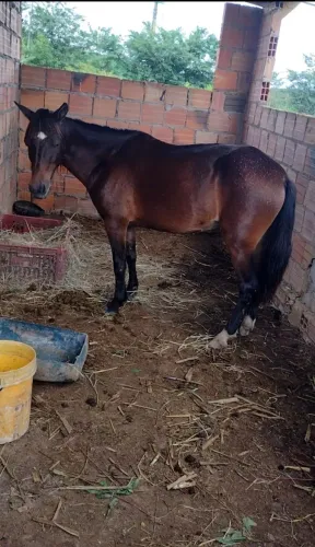 ÉGUA PIQUIRA PRENHA À VENDA