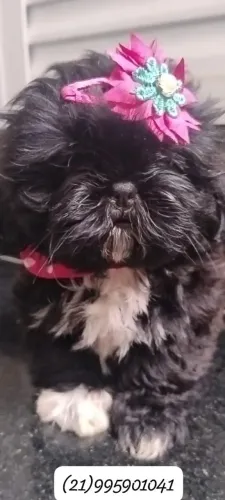 Shih Tzu fêmea