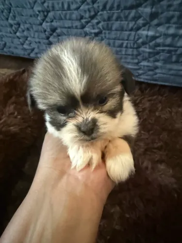Shih Tzu
