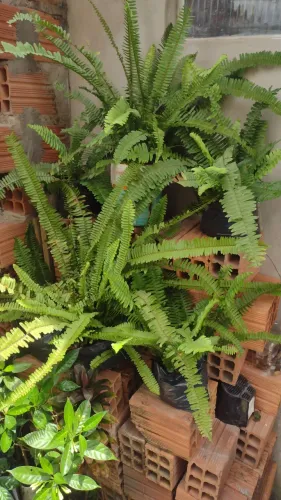 Planta de jardim