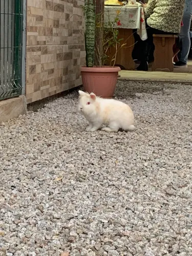 Mini coelho