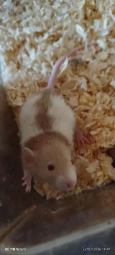 Dumbo
