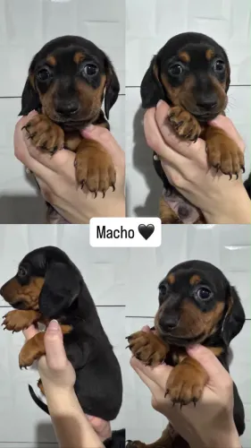 Salsichinha Dachshund 