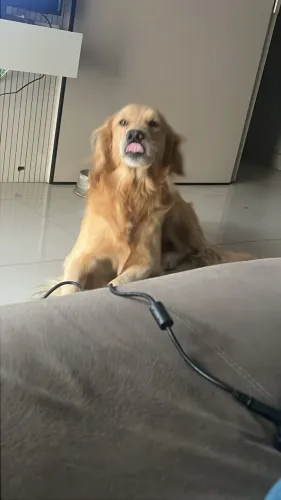 Golden - doação - 3 anos