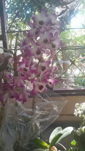 Orquideas lindas e cactus top demais