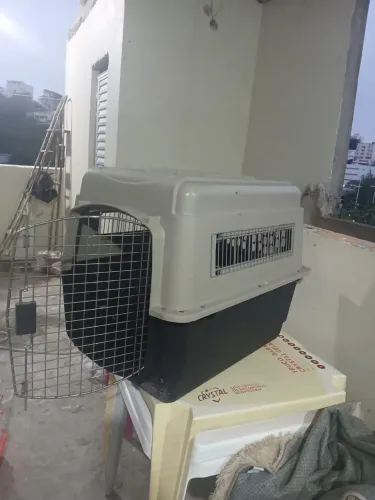 Caixa de transporte de cães e gatos
