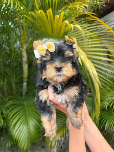 YORKSHIRE TERRIER FÊMEAS 