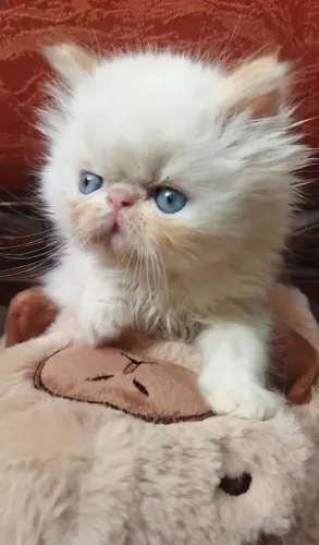 Gato persa vacinados