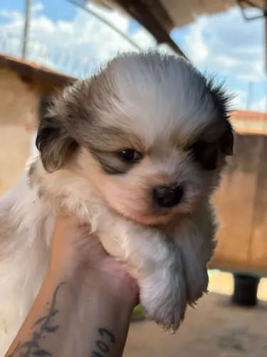 Shih Tzu macho e fêmea lar responsável 