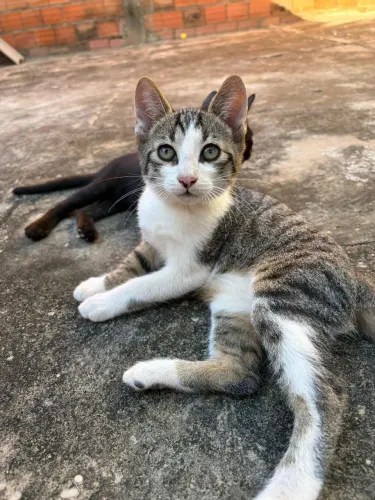 Doação de gatinhos filhotes 