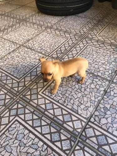 Pinscher n1
