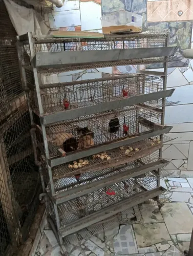 Vende-se gaiola para codornas