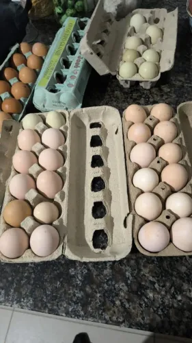 Ovos de Galinha Caipira