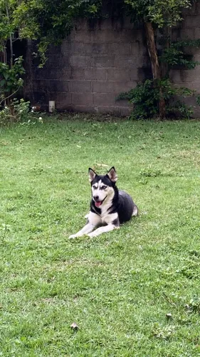 Husky siberiano
