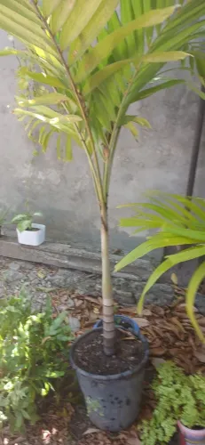 Plantas palmeira