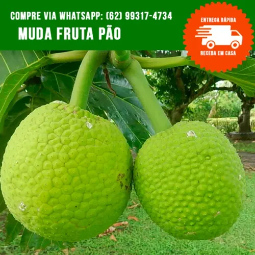 Muda de Fruta Pão 