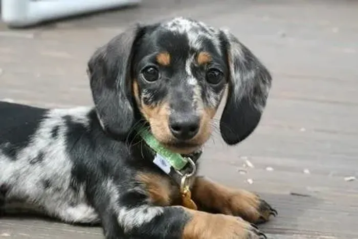 Teckel/Basset/Salsicha Arlequim: Elegância e Carinho em um Filhote