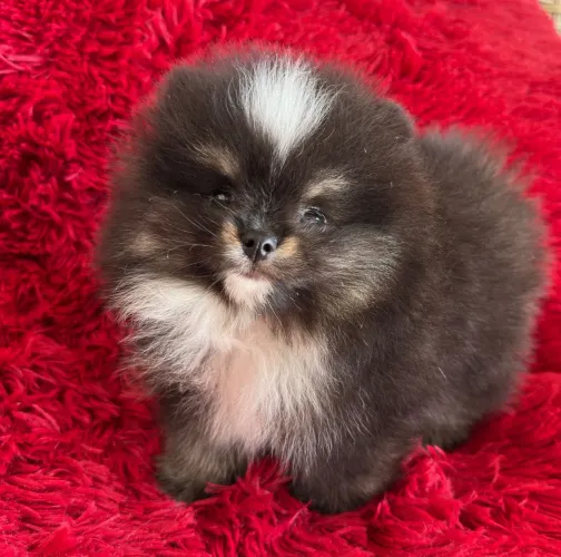 Spitz alemão,lulu da Pomerânia
