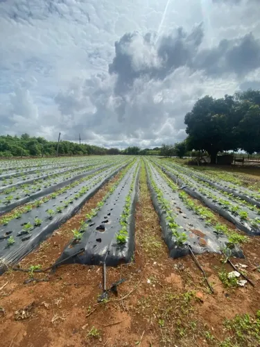 Vendo Excelente Chácara 5,2 hectares, Radiobras, Brazlândia/DF