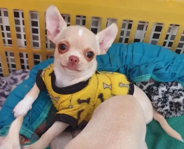 Chihuahua Tricolor Macho - Minúsculo e Cheio de Carinho!