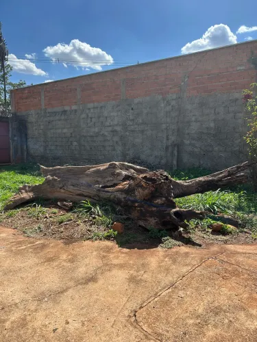 Tronco de árvore natural grande - ideal para decoração, jardim ou artesanato.