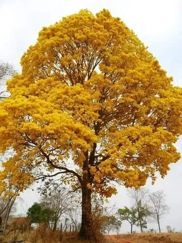 Mudas do ipê amarelo 