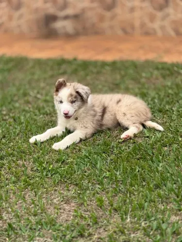 Promoção filhote border collie macho 