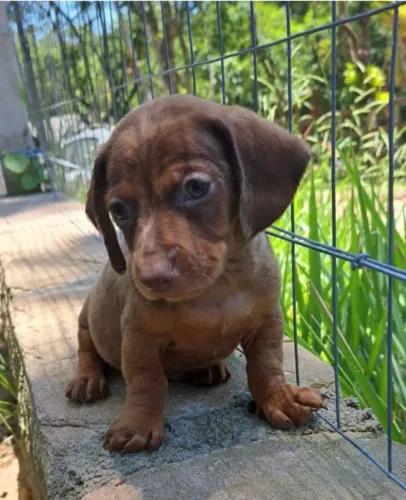 Filhote Dachshund, linguicinha, fêmea 